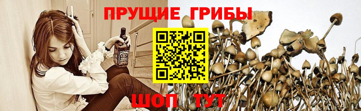 Псилоцибиновые грибы Cubensis Волоколамск